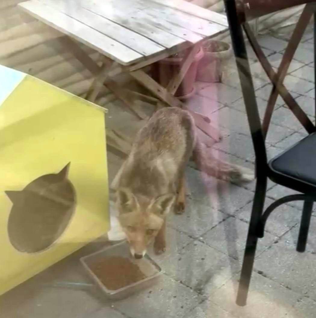 ŞEHİR MERKEZİNE İNEN TİLKİ KİMSEYE ALDIRIŞ ETMEDEN KARNINI DOYURDU