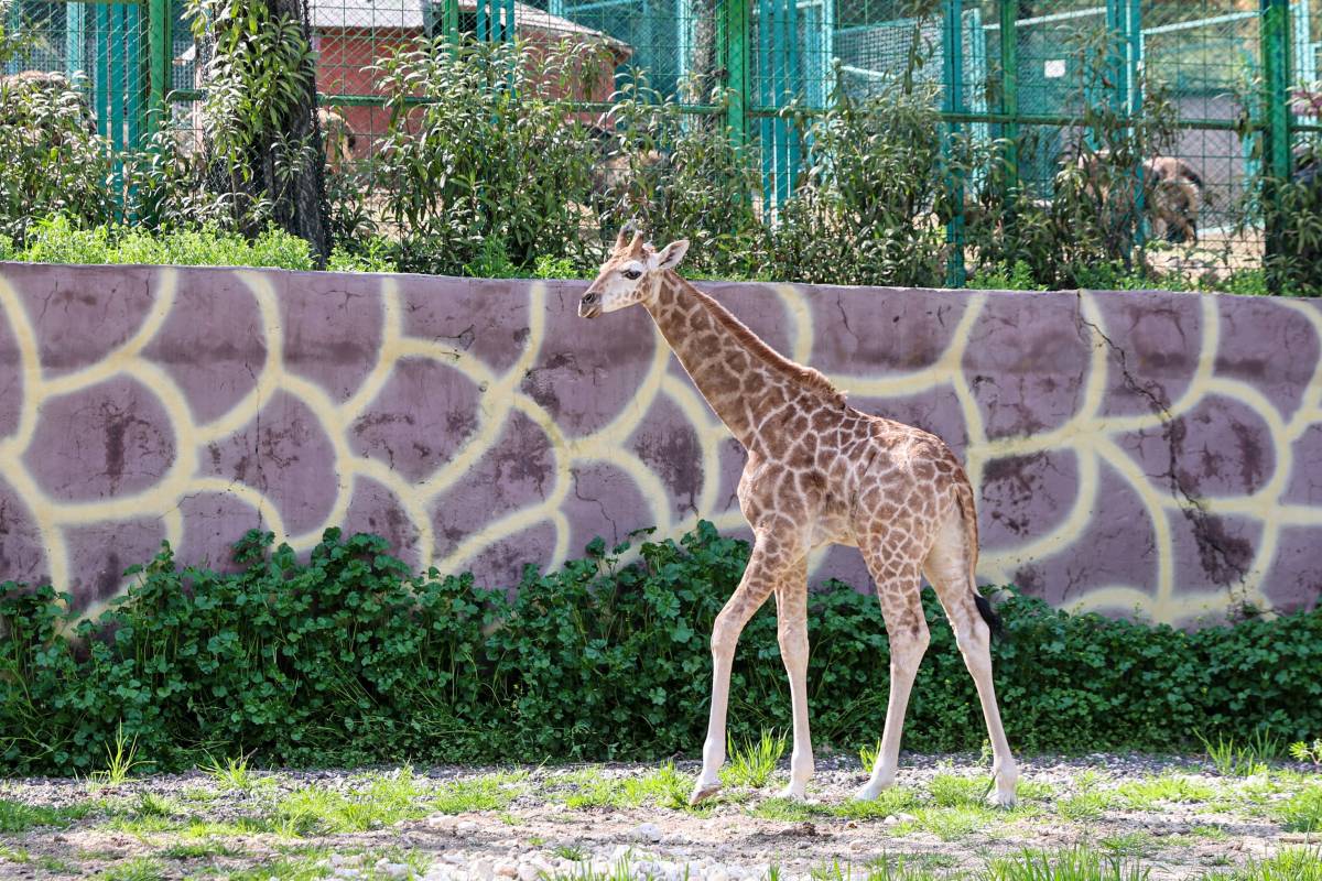 YAVRU ZÜRAFA BABASINI GÖREMEDİ