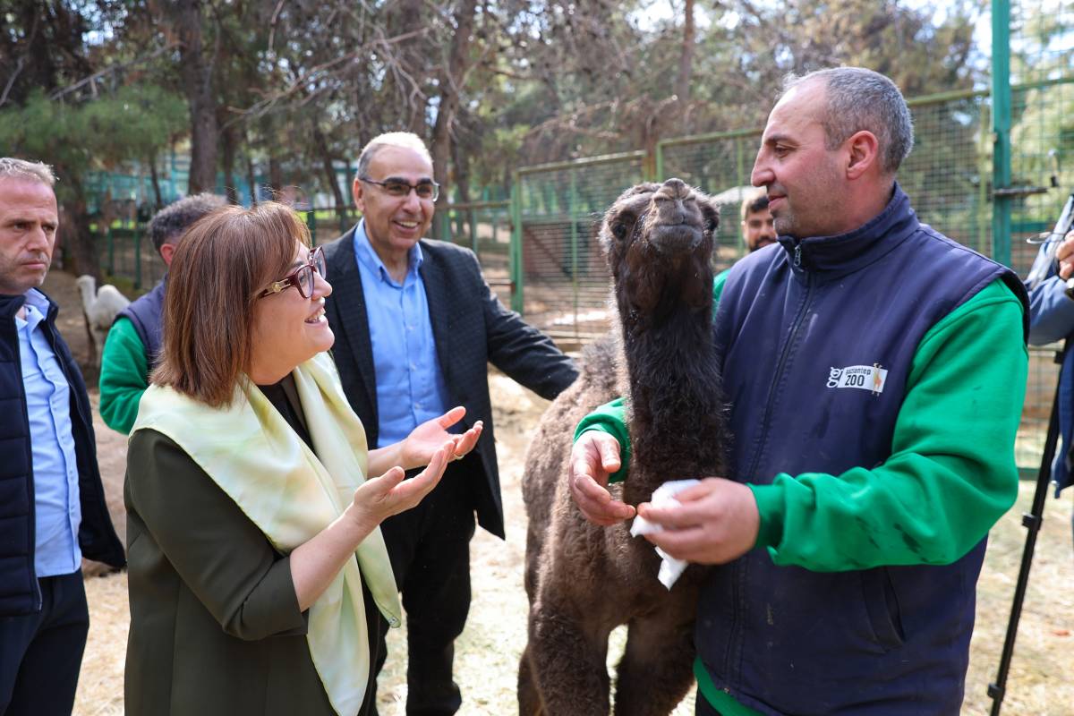 YAVRU ZÜRAFA BABASINI GÖREMEDİ