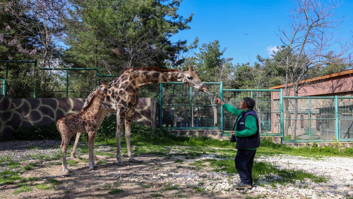 YAVRU ZÜRAFA BABASINI GÖREMEDİ