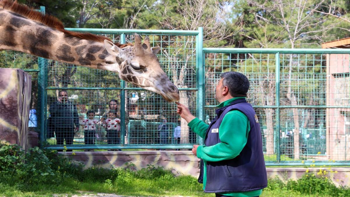 YAVRU ZÜRAFA BABASINI GÖREMEDİ