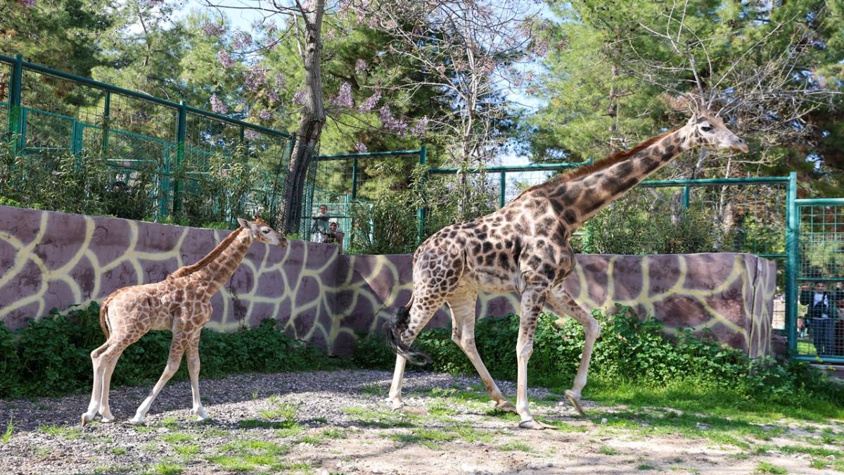 YAVRU ZÜRAFA BABASINI GÖREMEDİ