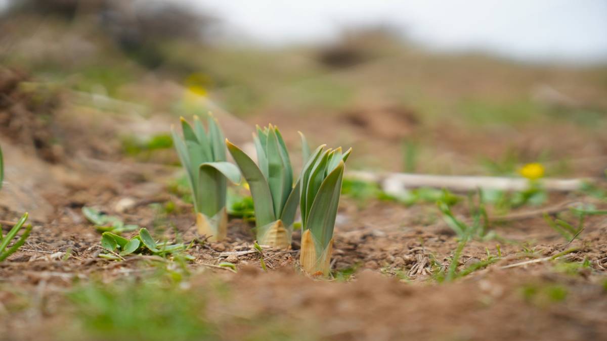 KÖYLÜLERİN GEÇİM KAYNAĞI OLDU