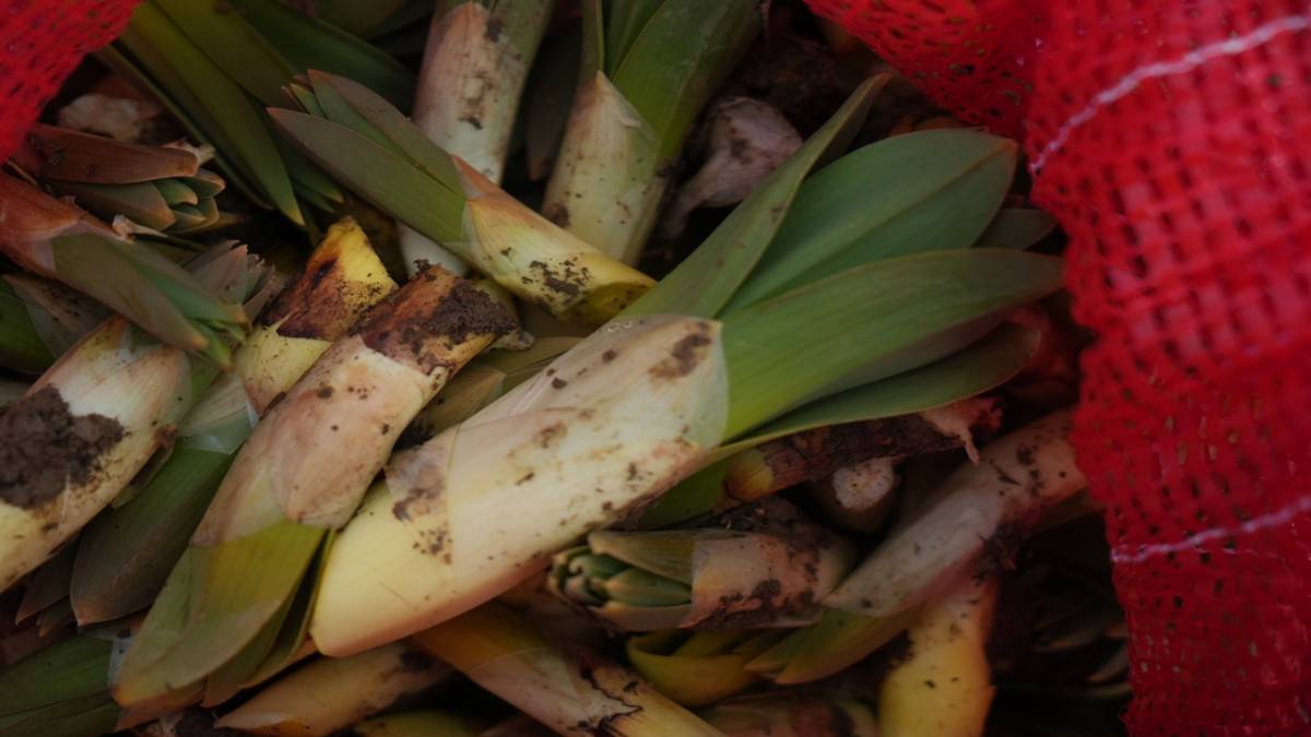 KÖYLÜLERİN GEÇİM KAYNAĞI OLDU