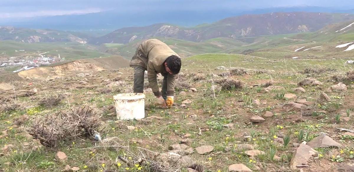 KÖYLÜLERİN GEÇİM KAYNAĞI OLDU