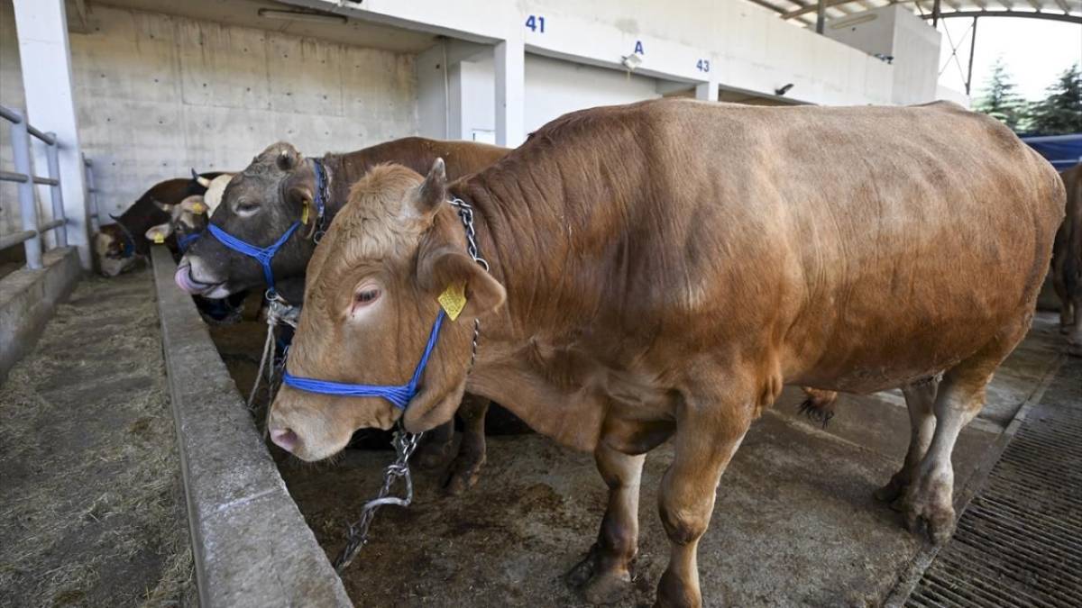 SİVAS’TA KURBAN PAZARI İÇİN TAKVİM NETLEŞTİ