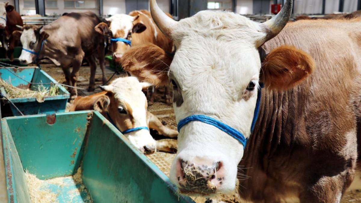 SİVAS’TA KURBAN PAZARI İÇİN TAKVİM NETLEŞTİ